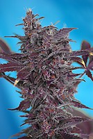 Black Cream Auto Feminized Seeds