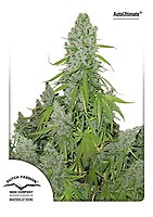 Ultimate Auto Feminized Seeds