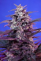 Bloody Skunk Auto Feminized Seeds