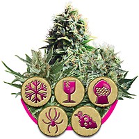 Feminized Mix Feminized Seeds