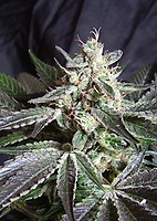 Black Jack F1 Fast Feminized Seeds