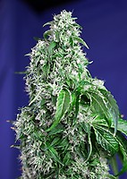 Big Devil F1 Fast Feminized Seeds