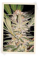 S.A.D. F1 Fast Feminized Seeds
