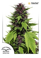 Frisian Duck Feminized Seeds