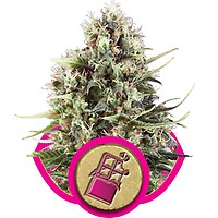 Chocolate Haze Feminised Seeds