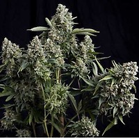 Tutankhamon Feminized Seeds
