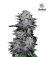 Blackberry Auto Feminized Seeds