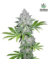 Californian Snow Auto Feminized Seeds