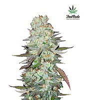 G14 Auto Feminized Seeds