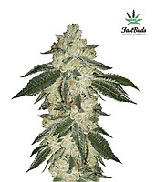 Green Crack Auto Feminised Seeds