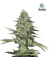 Rhino Ryder Auto Feminized Seeds