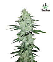 Six Shooter Auto Feminised Seeds