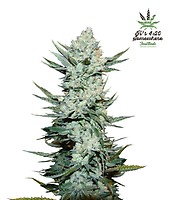 Tangie Auto Feminized Seeds