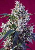 Indigo Berry Kush Feminized Seeds