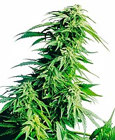 Hindu Kush Feminised Seeds