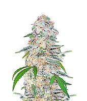 Blue Dream Auto Feminized Seeds