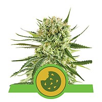 Royal Cookies Auto Feminised Seeds