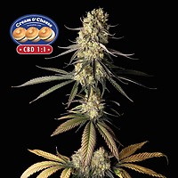 Cream & Cheese CBD 1:1 Feminized Seeds