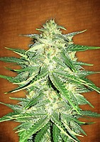 Lemon AK Auto Feminised Seeds