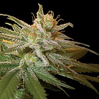 Kushberry Feminised Seeds
