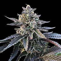 Gelato Sorbet Feminized Seeds (Sorbet Collection)