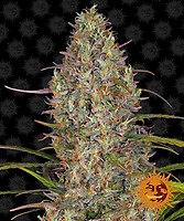 Glue Gelato Auto Feminized Seeds