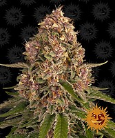 Pink Kush Feminized Seeds