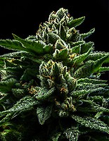 DO-G Feminized Seeds