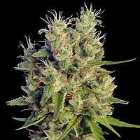 Super Malawi Haze Feminised Seeds