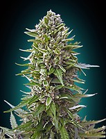 Northern Lights Auto Feminized Seeds - BULK