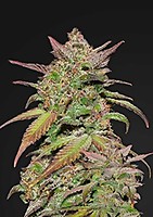 Smoothie Auto Feminised Seeds
