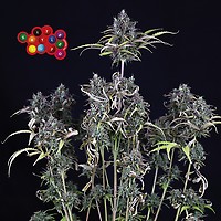 Zkittlez Auto Feminized Seeds