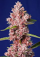Tropicanna Poison F1 Fast Feminised Seeds