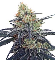 CBD #1 Feminised Seeds