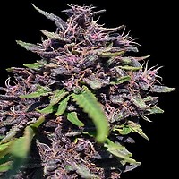 Panama x PCK Feminised Seeds