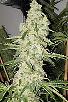 Critical Kush Feminized Seeds - BULK
