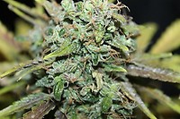 Amnesia Auto Feminized Seeds - BULK