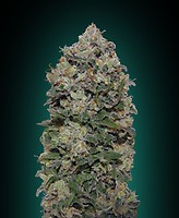Northern Lights Feminised Seeds