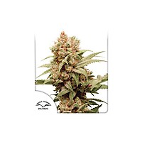 CBG-Force Feminized Seeds