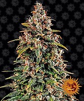 Watermelon Zkittlez Auto Feminized Seeds