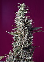 Sweet Cherry Pie Feminised Seeds