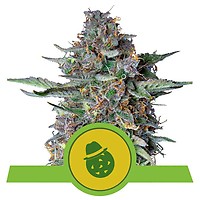 Do-Si-Dos Auto Feminised Seeds