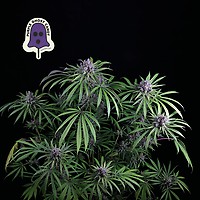 Purple Ghost Candy Feminized Seeds