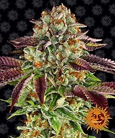 Biscotti Mintz Feminized Seeds