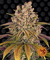 Lemon Tree Feminized Seeds