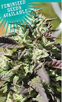 The Bling Feminised Seeds
