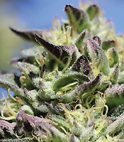 Vanilla Frosting Feminised Seeds