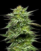 Mountaintop Mint Feminized Seeds