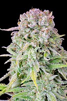 Original Afghan Kush Auto Feminised Seeds