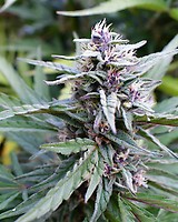 Hi-Biscus Feminised Seeds